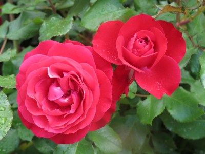 Rosa 'Rouge Meilove' -R-